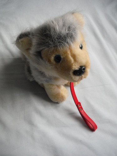 Husky wolf dog posh paws - husky,