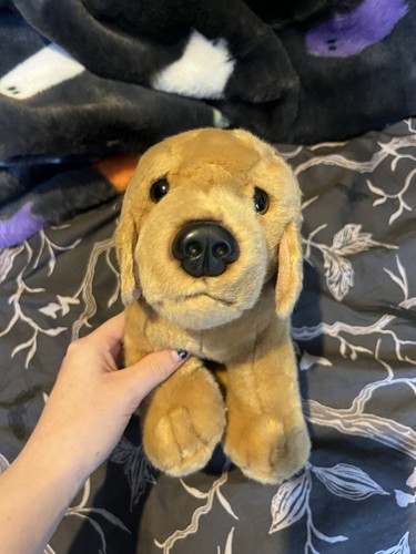 Golden labrador retriever - labrador,