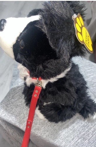 New posh paws border collie - posh,