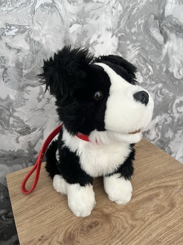 Black white border collie dog - black,